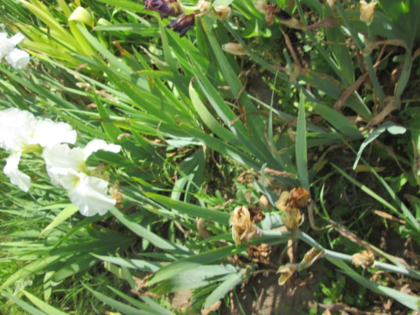  - Gradina cu irisi nr 2 in 2017