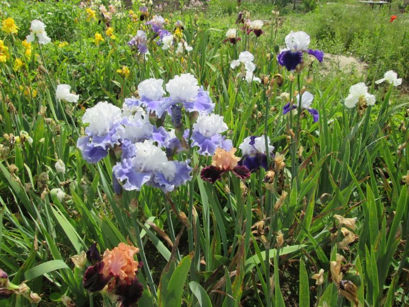  - Gradina cu irisi nr 2 in 2017