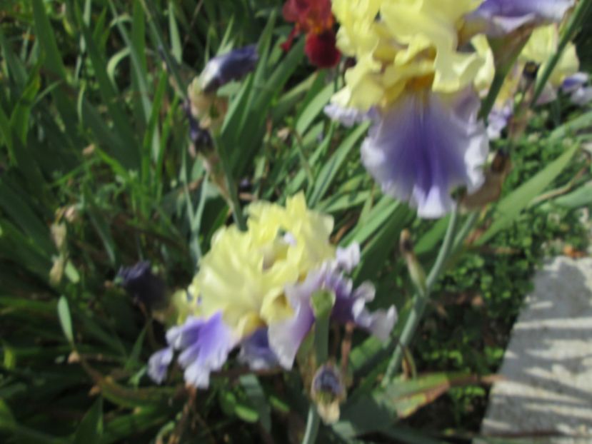  - Gradina cu irisi nr 2 in 2017
