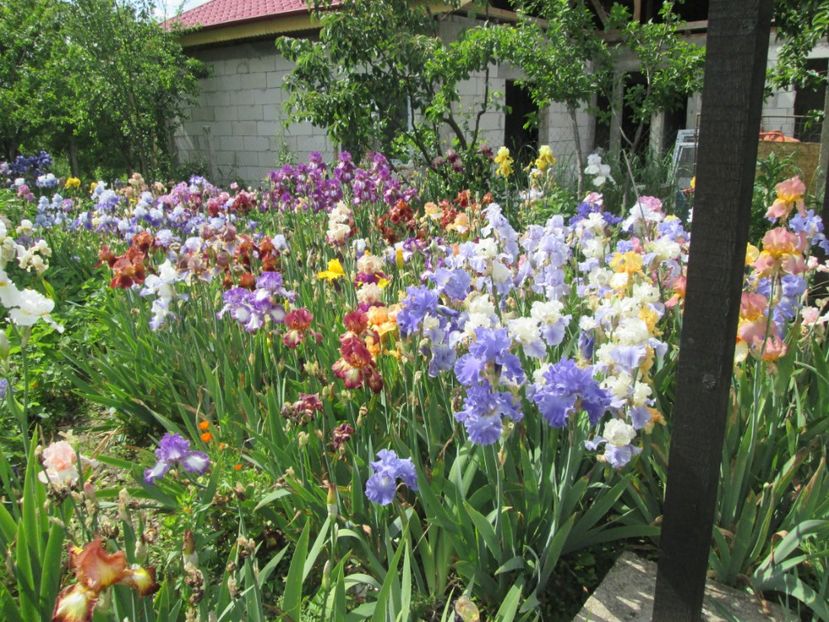  - Gradina cu irisi nr 2 in 2017