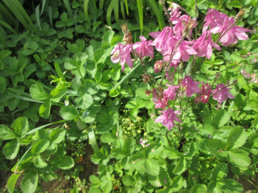  - Gradina cu irisi nr 2 in 2017