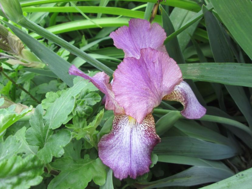  - Gradina cu irisi nr 2 in 2017