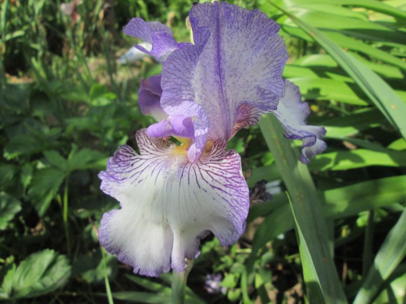  - Gradina cu irisi nr 2 in 2017