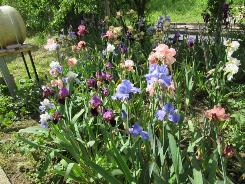  - Gradina cu irisi nr 2 in 2017