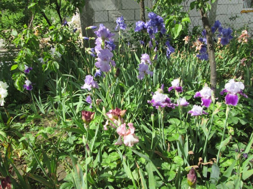  - Gradina cu irisi nr 2 in 2017