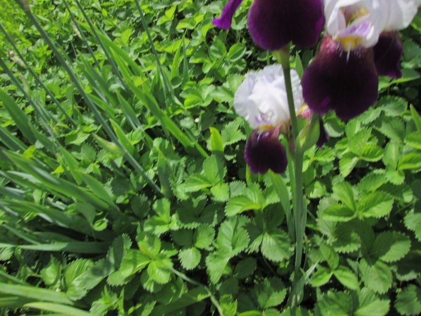  - Gradina cu irisi nr 2 in 2017