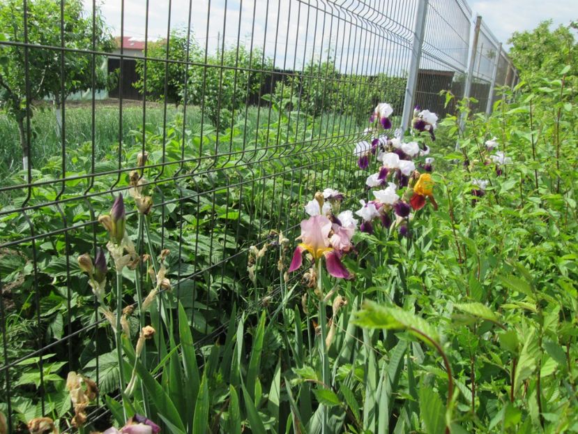  - Gradina cu irisi nr 2 in 2017