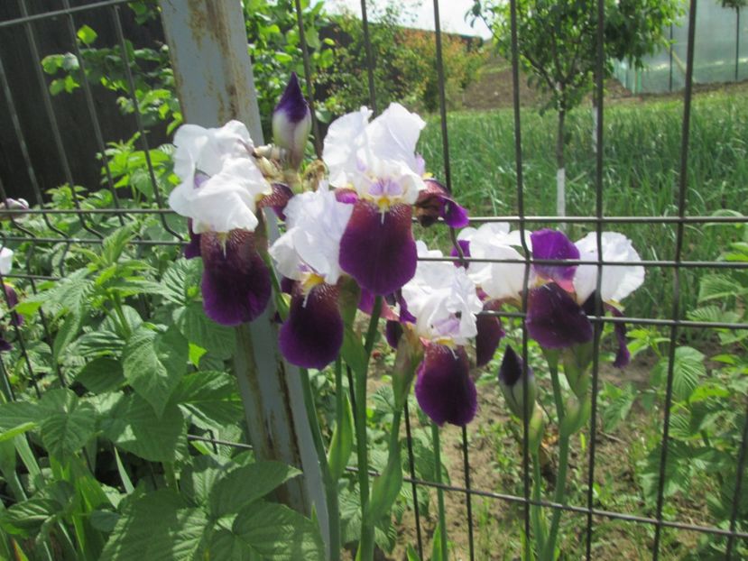  - Gradina cu irisi nr 2 in 2017