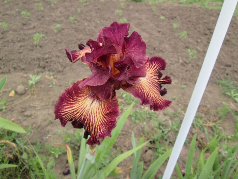  - Gradina cu irisi nr 2 in 2017