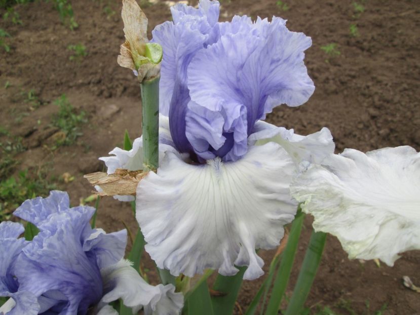  - Gradina cu irisi nr 2 in 2017