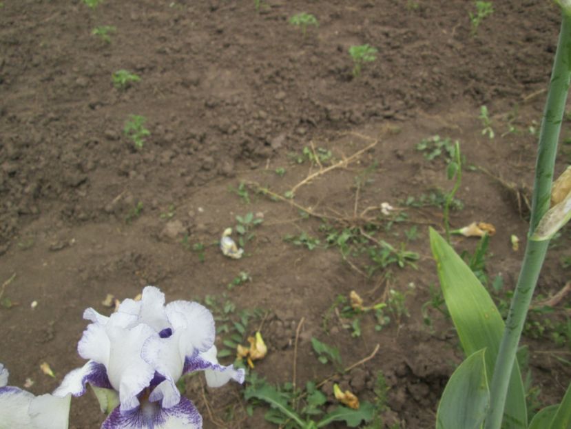  - Gradina cu irisi nr 2 in 2017