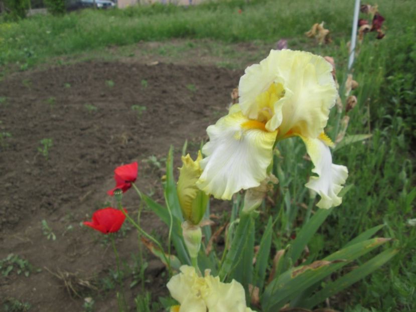  - Gradina cu irisi nr 2 in 2017