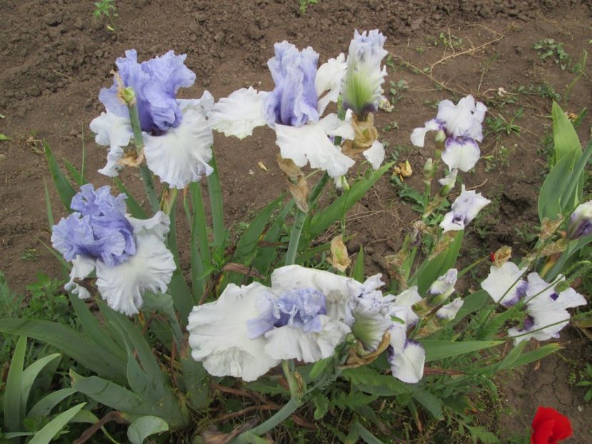  - Gradina cu irisi nr 2 in 2017