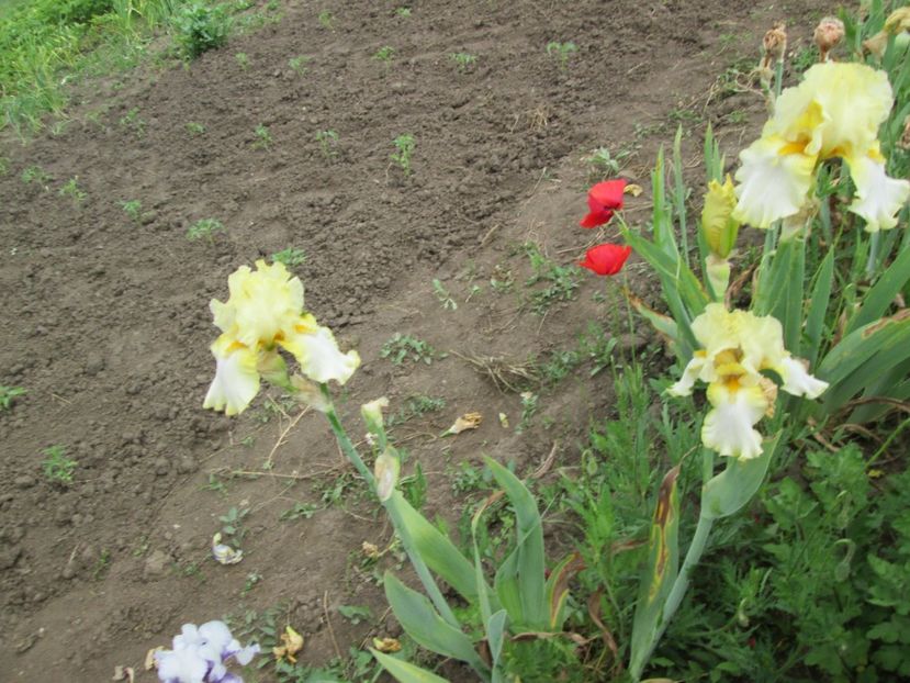  - Gradina cu irisi nr 2 in 2017