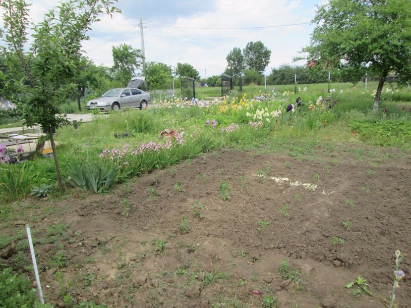  - Gradina cu irisi nr 2 in 2017