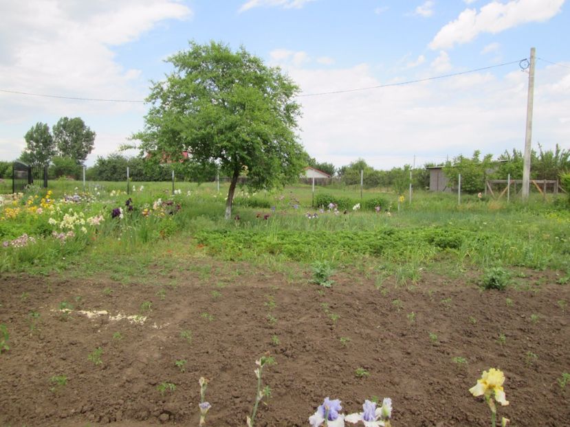  - Gradina cu irisi nr 2 in 2017