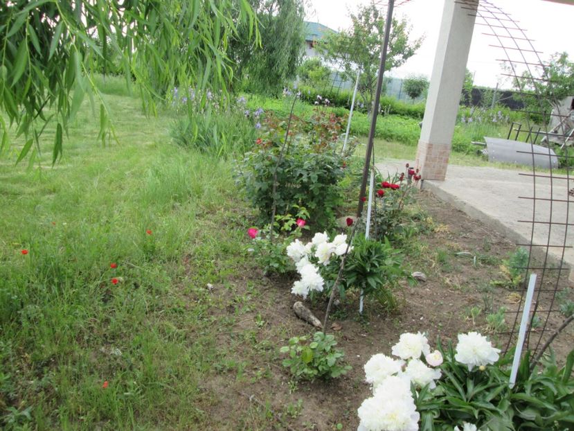  - Gradina cu irisi nr 2 in 2017