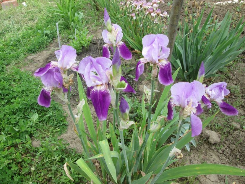  - Gradina cu irisi nr 2 in 2017