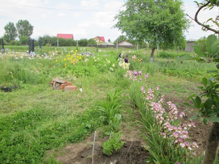  - Gradina cu irisi nr 2 in 2017