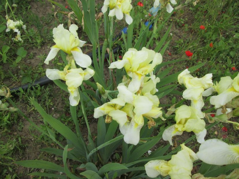  - Gradina cu irisi nr 2 in 2017