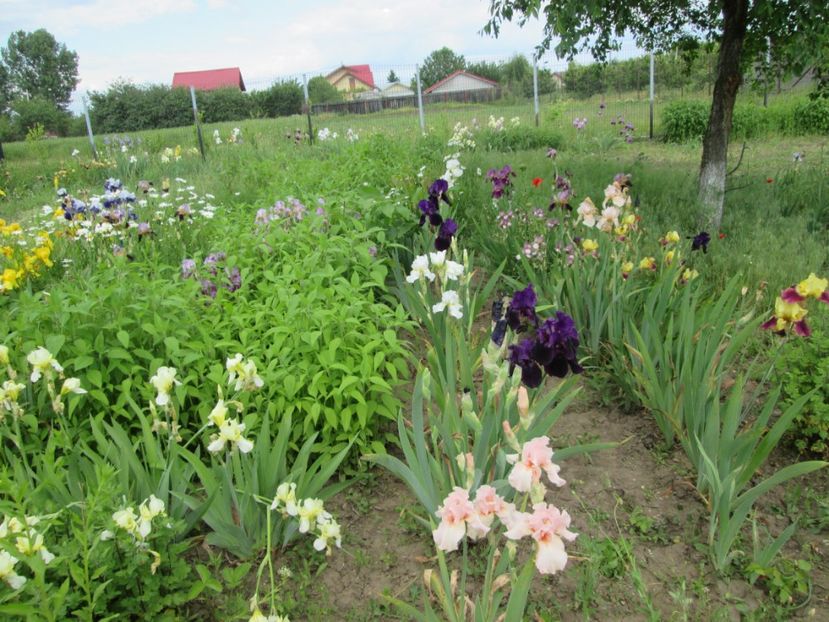  - Gradina cu irisi nr 2 in 2017