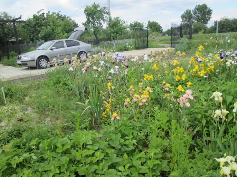  - Gradina cu irisi nr 2 in 2017
