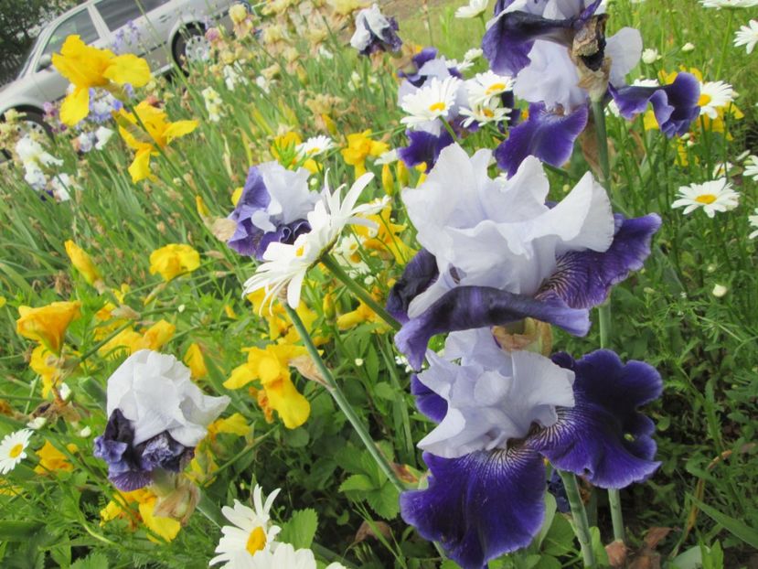  - Gradina cu irisi nr 2 in 2017