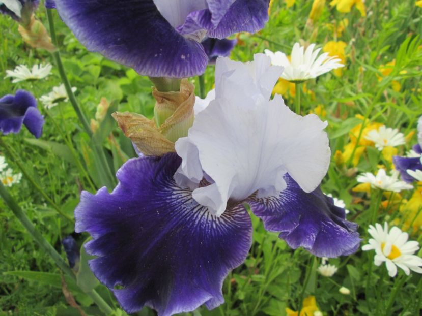  - Gradina cu irisi nr 2 in 2017