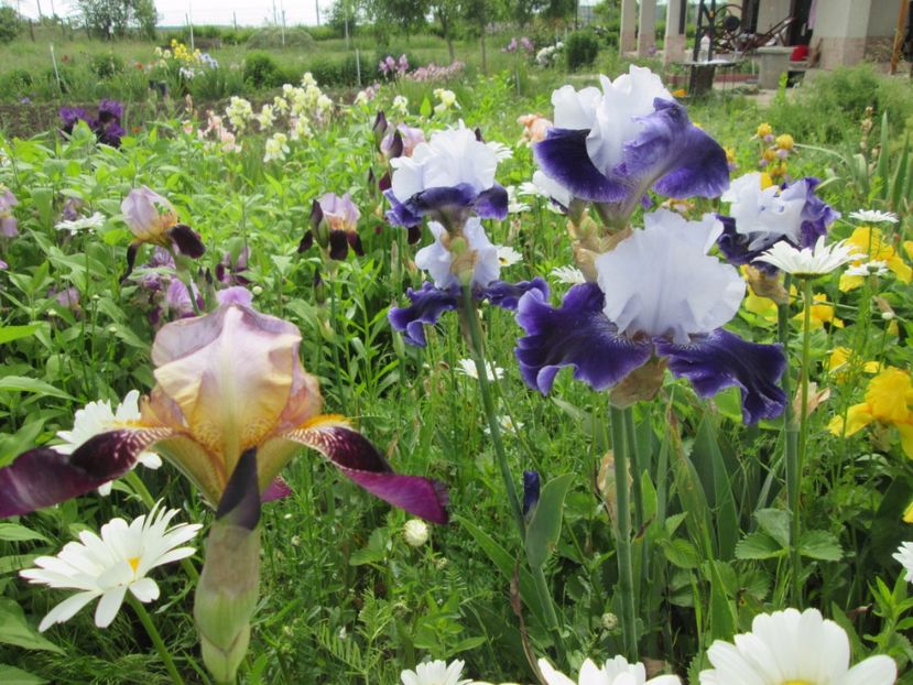  - Gradina cu irisi nr 2 in 2017