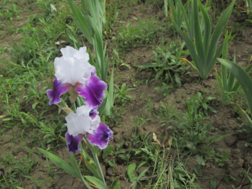  - Gradina cu irisi nr 2 in 2017