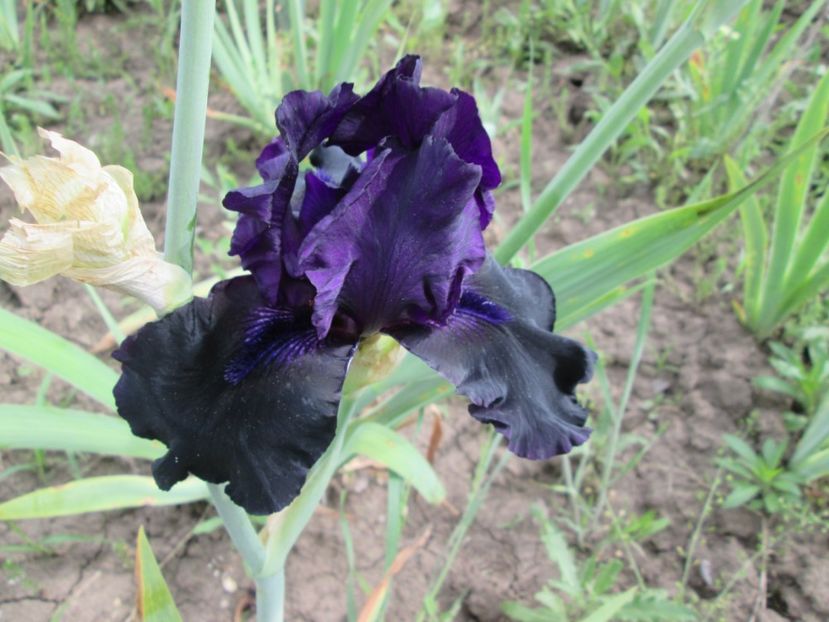  - Gradina cu irisi nr 2 in 2017