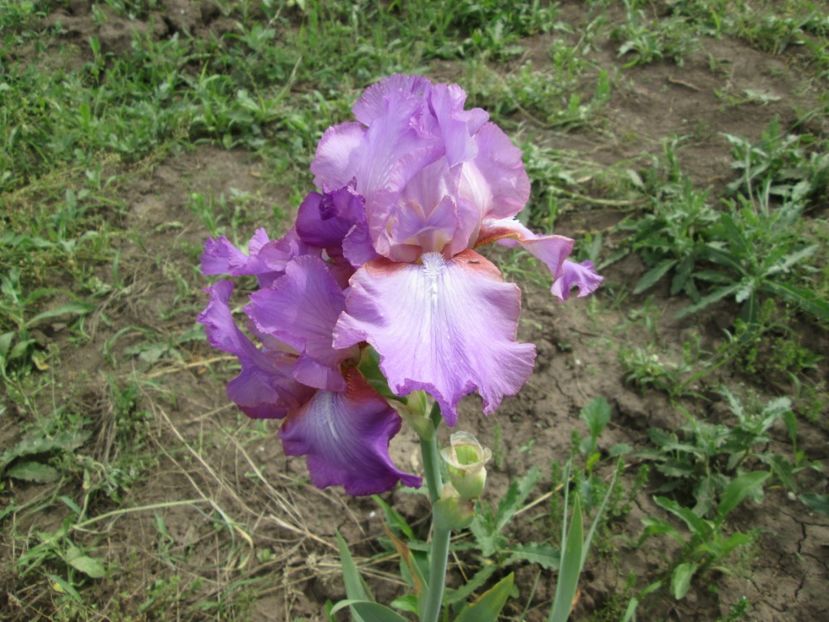  - Gradina cu irisi nr 2 in 2017