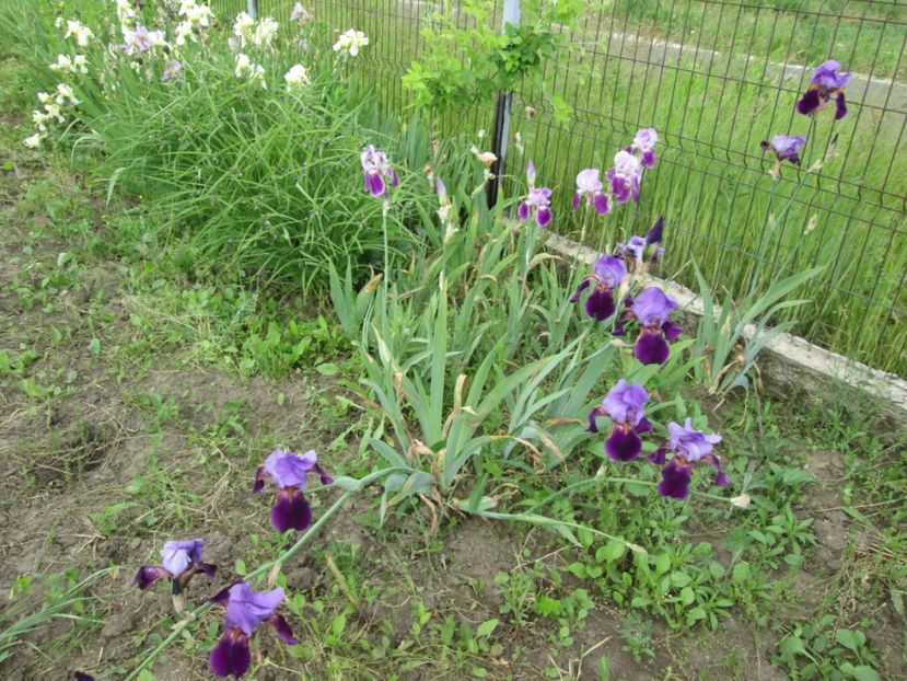  - Gradina cu irisi nr 2 in 2017