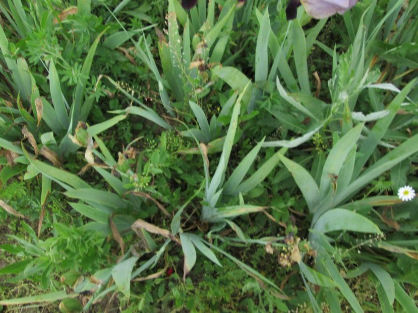  - Gradina cu irisi nr 2 in 2017