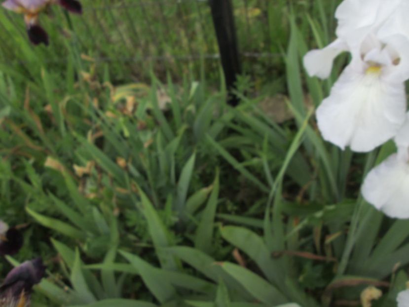  - Gradina cu irisi nr 2 in 2017