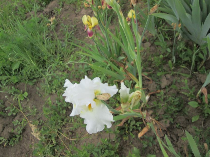  - Gradina cu irisi nr 2 in 2017