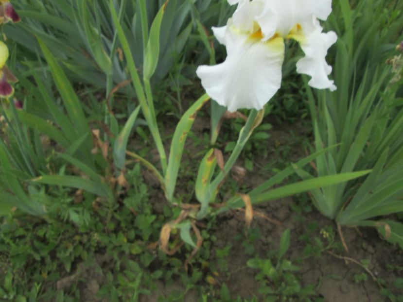  - Gradina cu irisi nr 2 in 2017