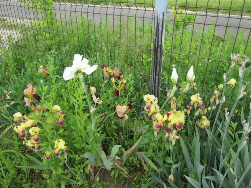  - Gradina cu irisi nr 2 in 2017