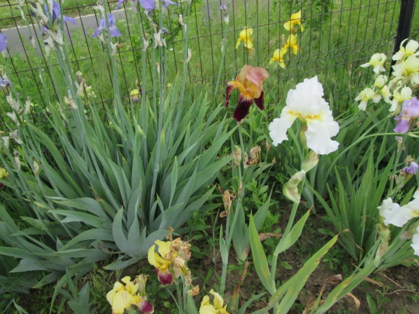  - Gradina cu irisi nr 2 in 2017