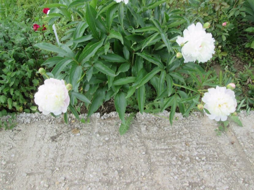  - Gradina cu irisi nr 2 in 2017