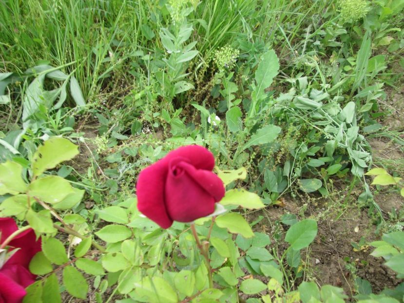  - Gradina cu irisi nr 2 in 2017