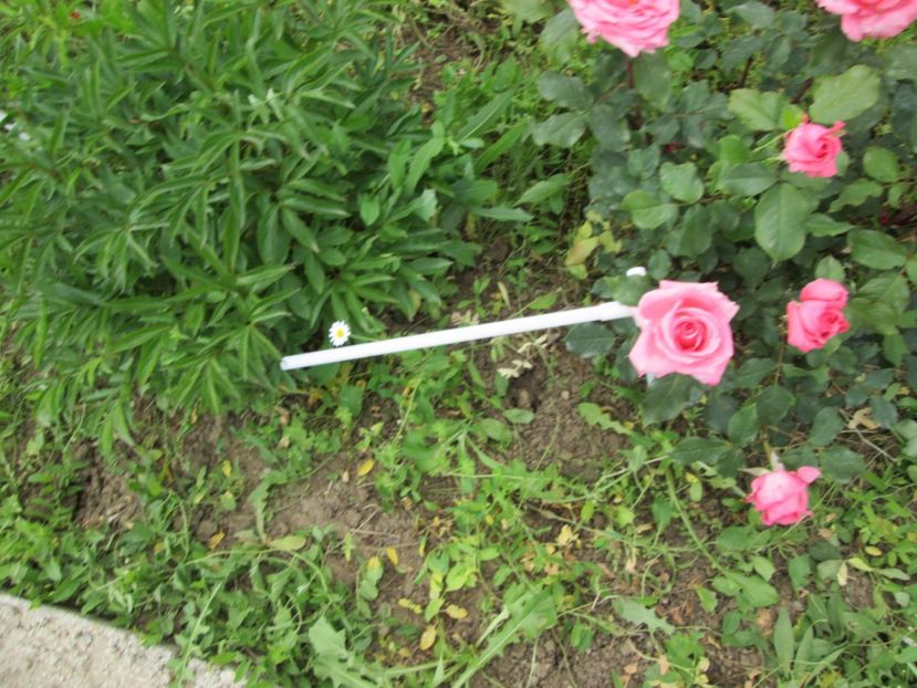  - Gradina cu irisi nr 2 in 2017