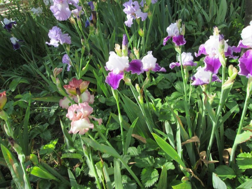  - Gradina cu irisi nr 2 in 2017