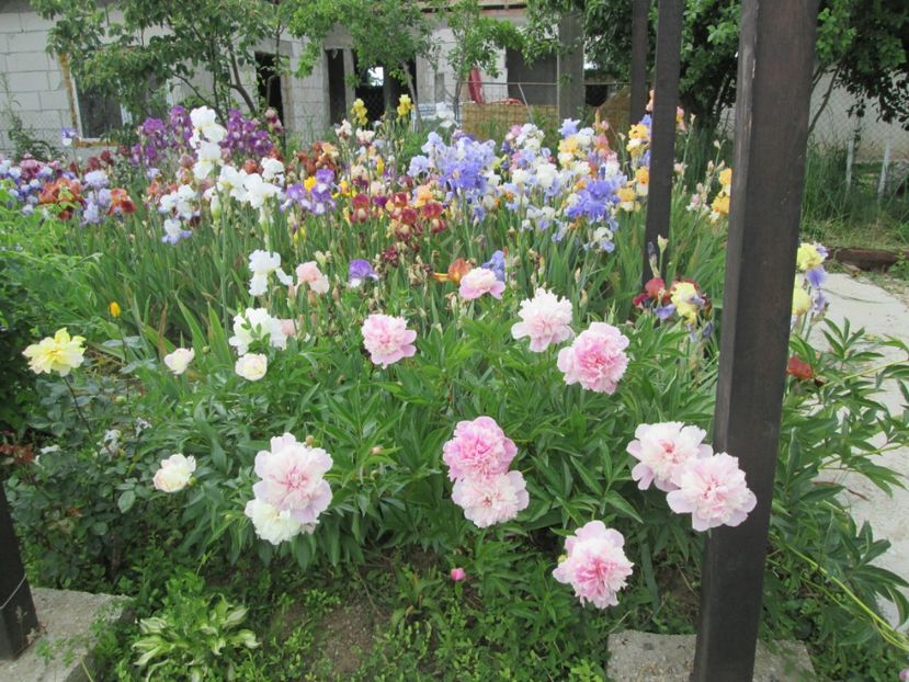  - Gradina cu irisi nr 2 in 2017