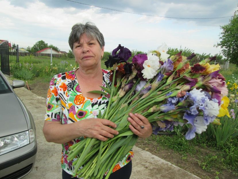  - Gradina cu irisi nr 2 in 2017