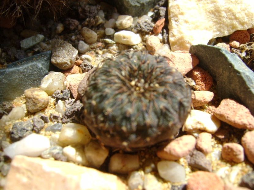 Frailea asterioides - Cactusi 2017