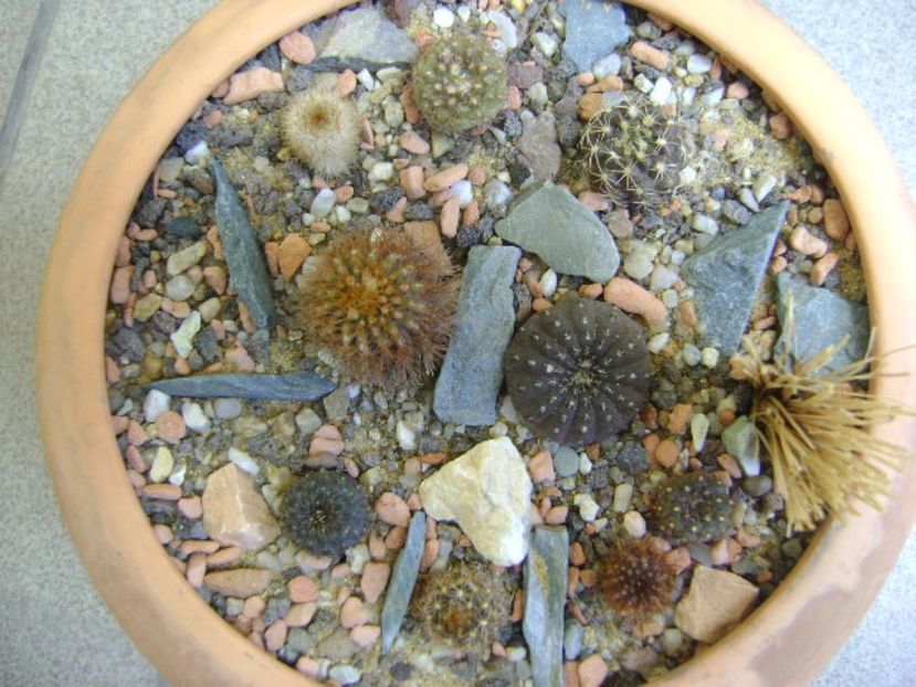 Grup de 9 Frailea - Cactusi 2017