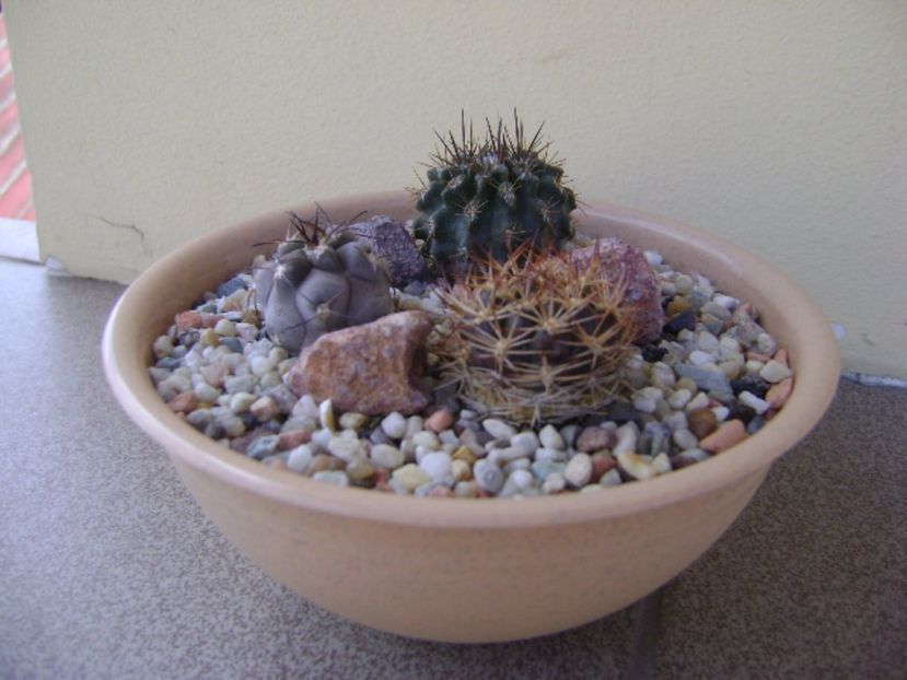 Grup de 3 cactusi - Cactusi 2017