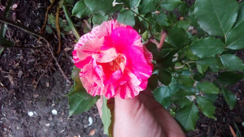  - Grădiniță de flori2017