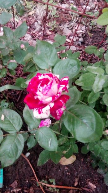  - Grădiniță de flori2017